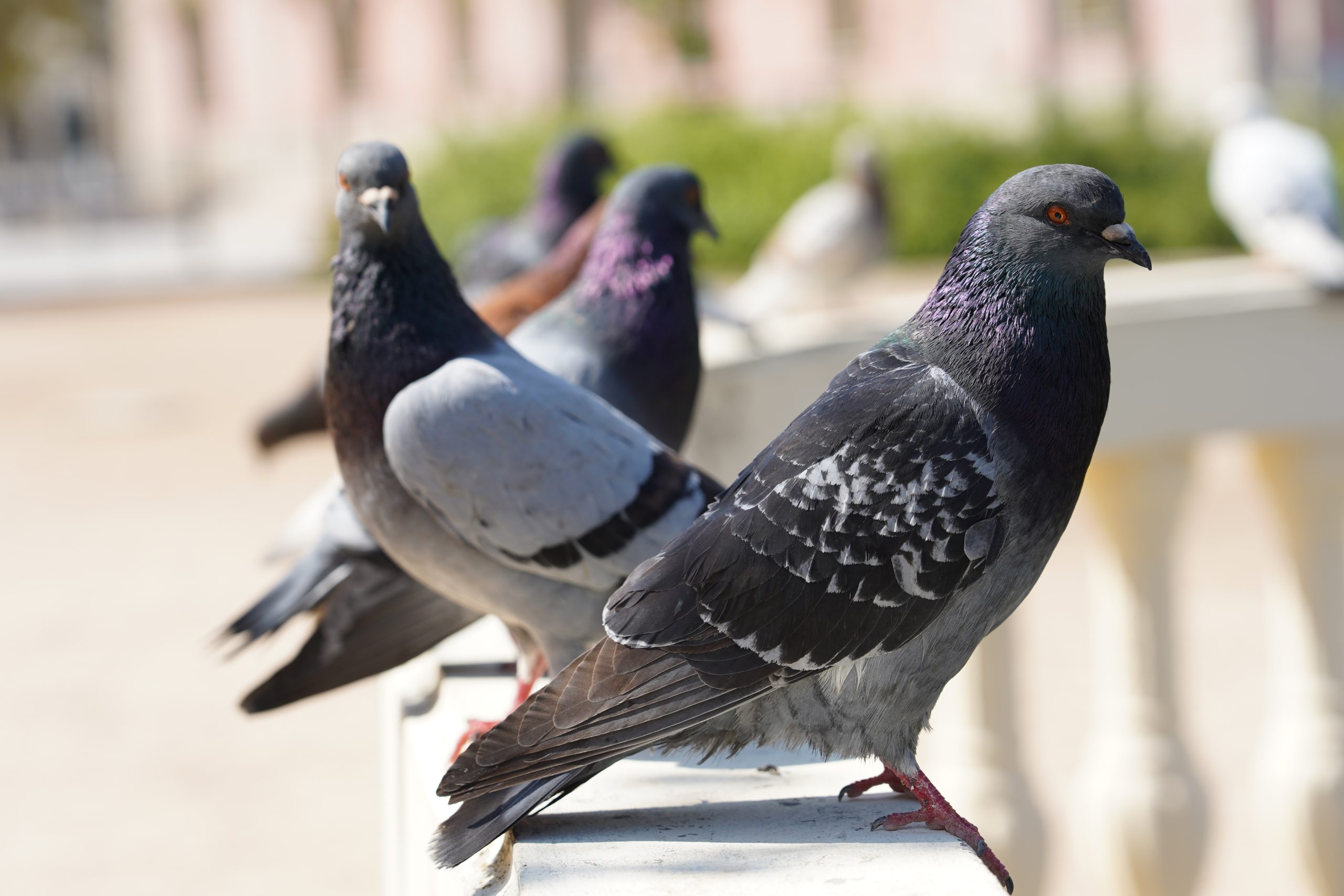 Pigeon